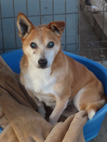 TEDDY (ex TUDOR) - mâle, de petite taille - né environ en décembre 2008 - (Centre RM Pascani en Roumanie) - Adopté par Chloé (27) Tudor_10