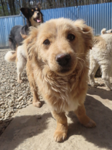 URANY - chiot femelle, typée mini golden, de petite taille à l'âge adulte - née environ en novembre 2023 - REMEMBER ME LAND / RESERVEE ADOPTION PAR Lorane (56) Urany_17