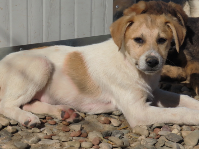 VENTURI - chiot femelle, de taille petite à moyenne à l'âge adulte - née environ en décembre 2022 - (Centre RM Pascani en Roumanie) - EN FA CHEZ Cathy (68) - adoptée par Cathy (68) Ventur14