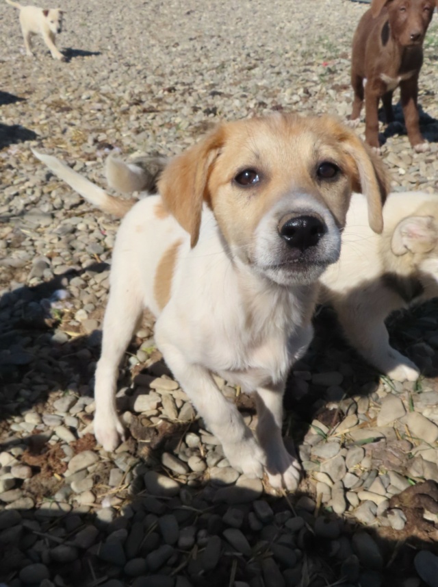 VENTURI - chiot femelle, de taille petite à moyenne à l'âge adulte - née environ en décembre 2022 - (Centre RM Pascani en Roumanie) - EN FA CHEZ Cathy (68) - adoptée par Cathy (68) Ventur19