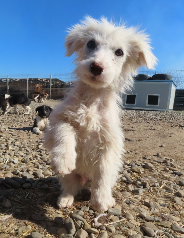 TIMOUSSE (ex APHAIO) - chiot mâle, de taille petite à moyenne à l'âge adulte - né environ en décembre 2022 - (Centre RM Pascani en Roumanie) - Adopté par Philippe (94) Voltur34