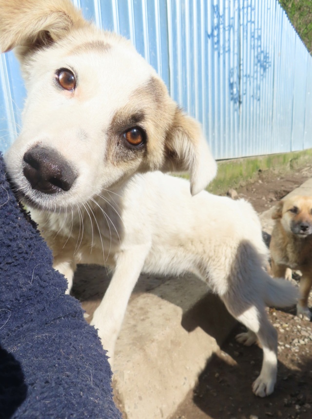 yellow - YELLOW - chiot femelle, de taille petite à moyenne à l'âge adulte - née environ en juillet 2023 - REMEMBER ME LAND Yellow23