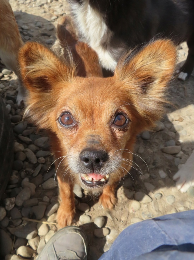 KELTIE (ex ZAHNA) - femelle, de petite taille - née environ en avril 2019 - REMEMBER ME LAND - Adoptée par Gaëlle (88) Zahna_22