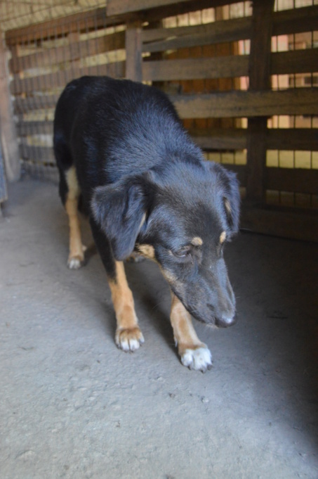 TEXANE, née en 2021, sauvée de Pallady avec 4 autres chiens - parrainée par Coco65-SC-R- Dsc_0108