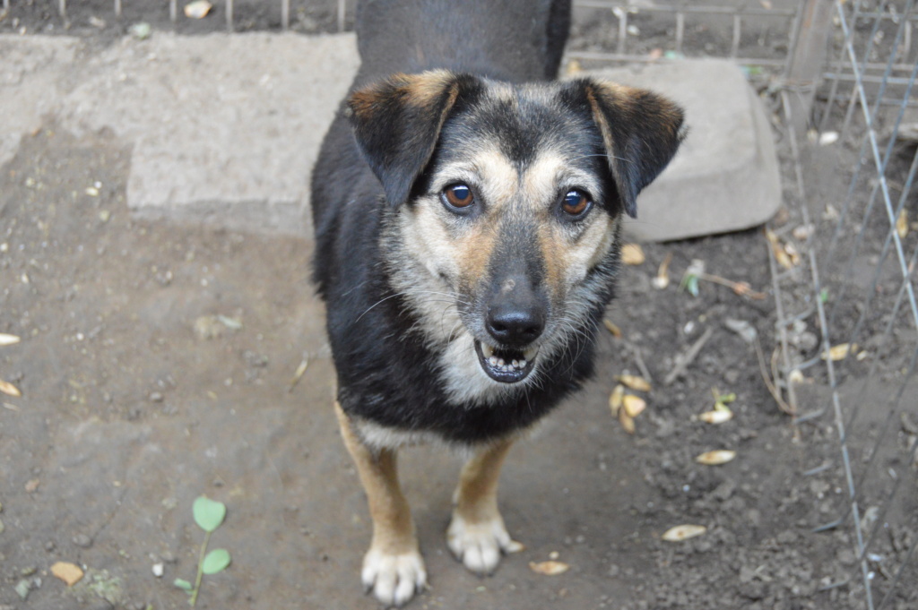 MARILA, née en 2014, sauvée de Pallady avec 4 autres chiens - parrainée par Lainiez Dsc_0144