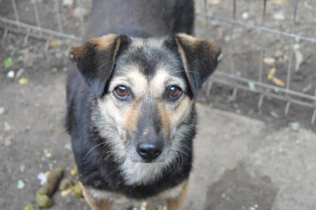 MARILA, née en 2014, sauvée de Pallady avec 4 autres chiens - parrainée par Lainiez Dsc_0145