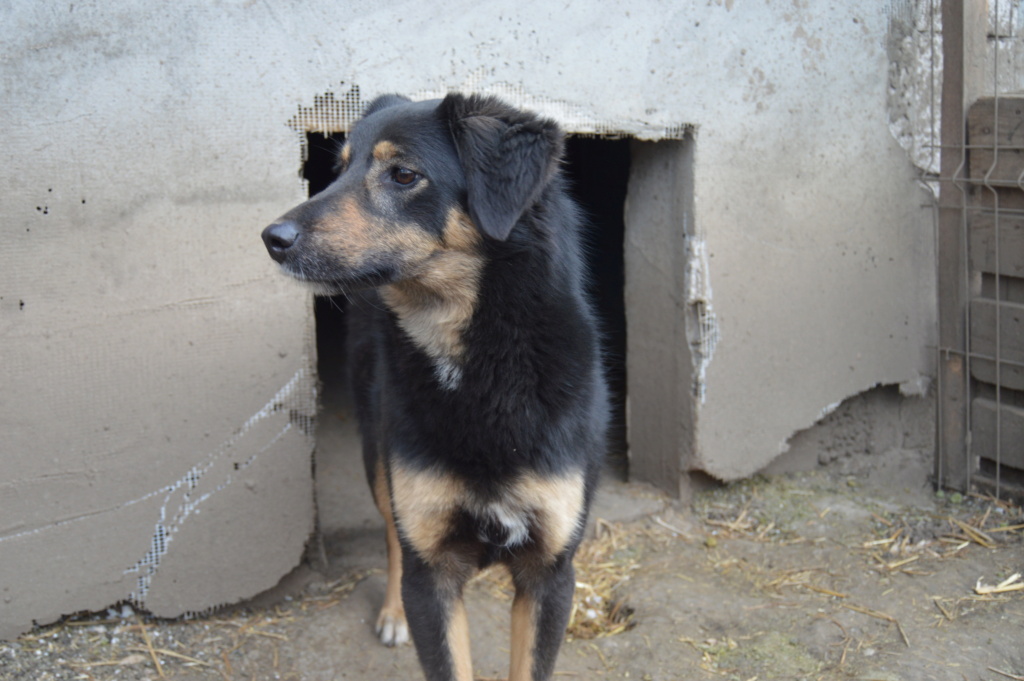 TEXANE, née le 24.03.2021 - sauvée de Pallady avec 4 autres chiens - parrainée par Coco65-SC-R- Dsc_0974