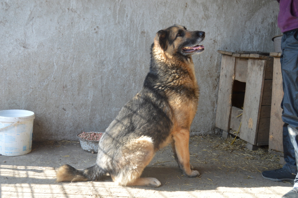 ADEN MALE NE LE 28/11/2015 -  trouvé attaché à la grille du refuge-parrainé par Marine M. - R-SC-SOS Dsc_2043