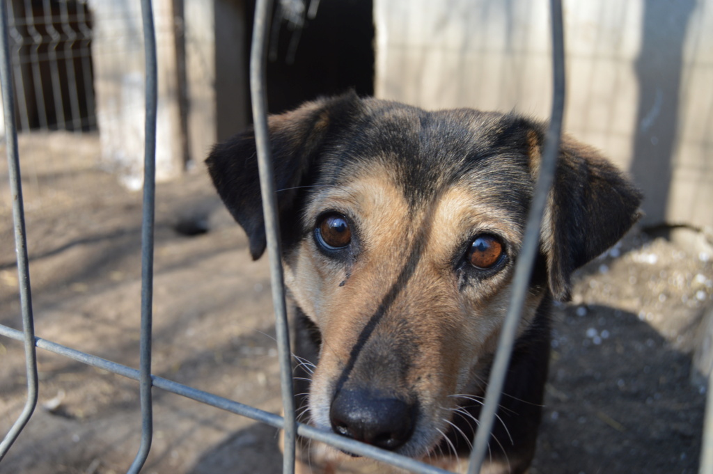 MARILA, née en 2014, sauvée de Pallady avec 4 autres chiens - parrainée par Lainiez Dsc_2332