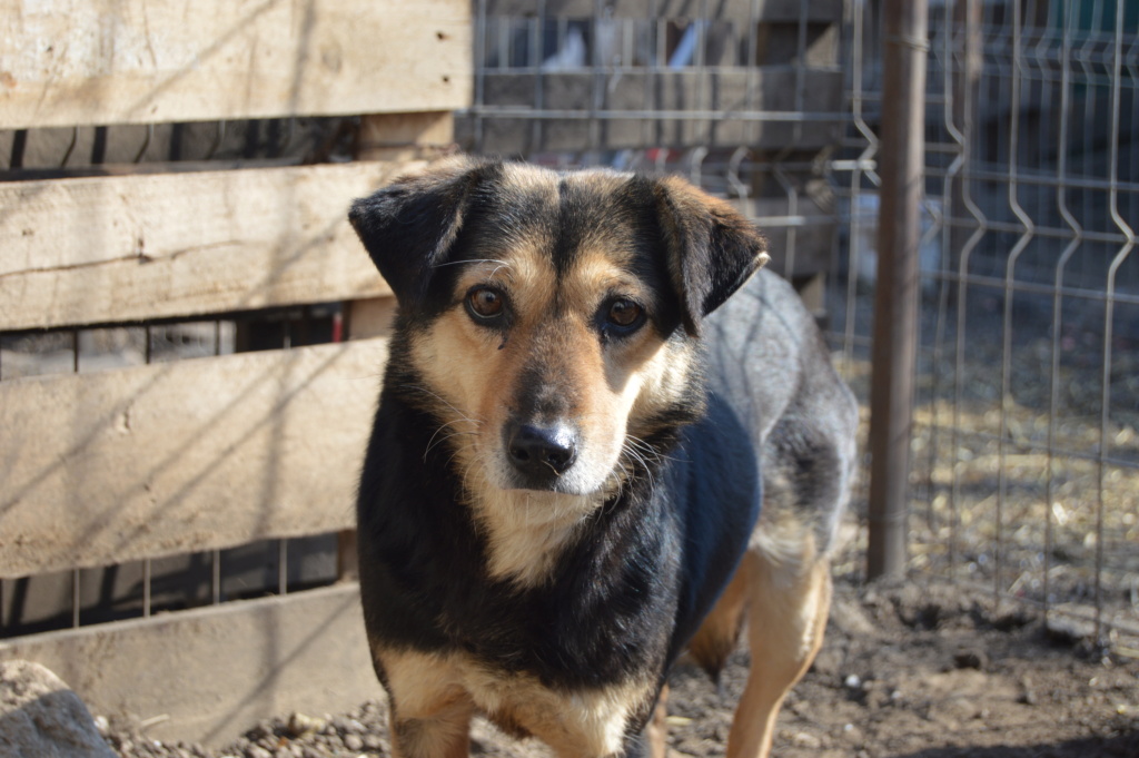 MARILA, née en 2014, sauvée de Pallady avec 4 autres chiens - parrainée par Lainiez Dsc_2335