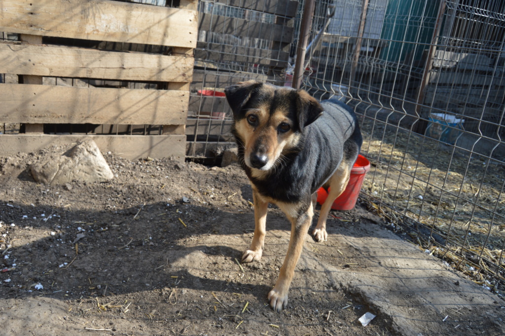 MARILA, née en 2014, sauvée de Pallady avec 4 autres chiens - parrainée par Lainiez Dsc_2337