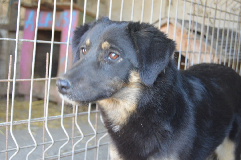 TEXANE, née en 2021, sauvée de Pallady avec 4 autres chiens - parrainée par Coco65-SC-R- Dsc_2424