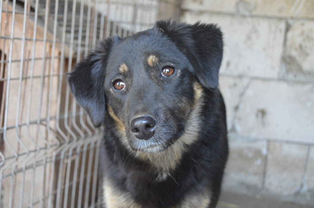 TEXANE, née en 2021, sauvée de Pallady avec 4 autres chiens - parrainée par Coco65-SC-R- Dsc_2425