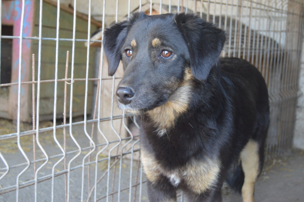 texane - TEXANE, née en 2021, sauvée de Pallady avec 4 autres chiens - parrainée par Coco65-SC-R- Dsc_2426