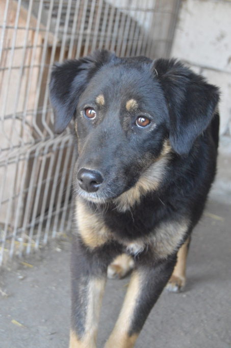 TEXANE, née en 2021, sauvée de Pallady avec 4 autres chiens - parrainée par Coco65-SC-R- Dsc_2427
