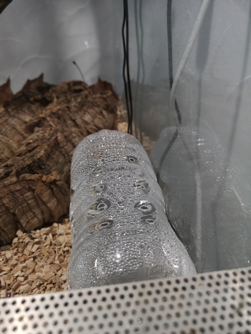 Mauvaise mue constrictor imperator 20190114