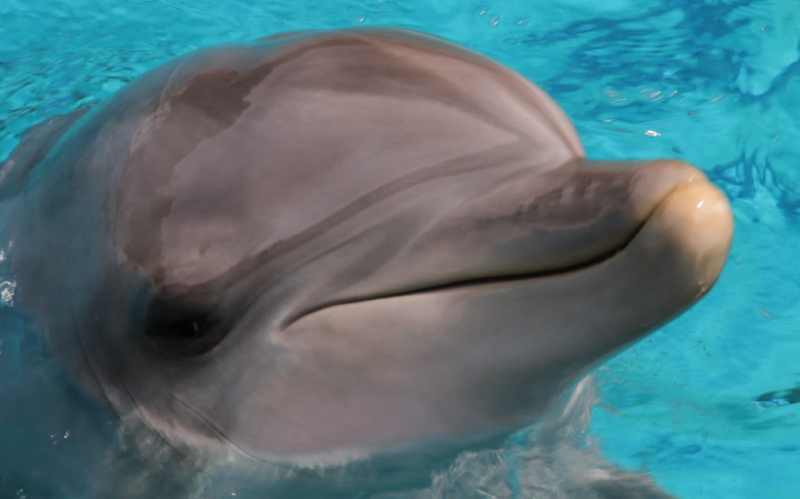 Scandale autour de la mort du dauphin Aïcko ! A10