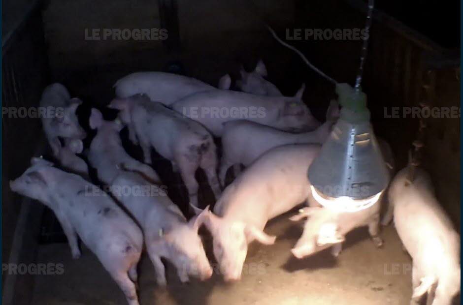 (Jugement) Nancy: un militant animaliste condamné pour avoir filmé un élevage de porcs Captur10