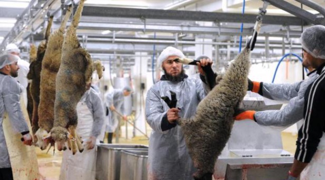 La Belgique interdit l’abattage d’animaux halal et kasher Halal10
