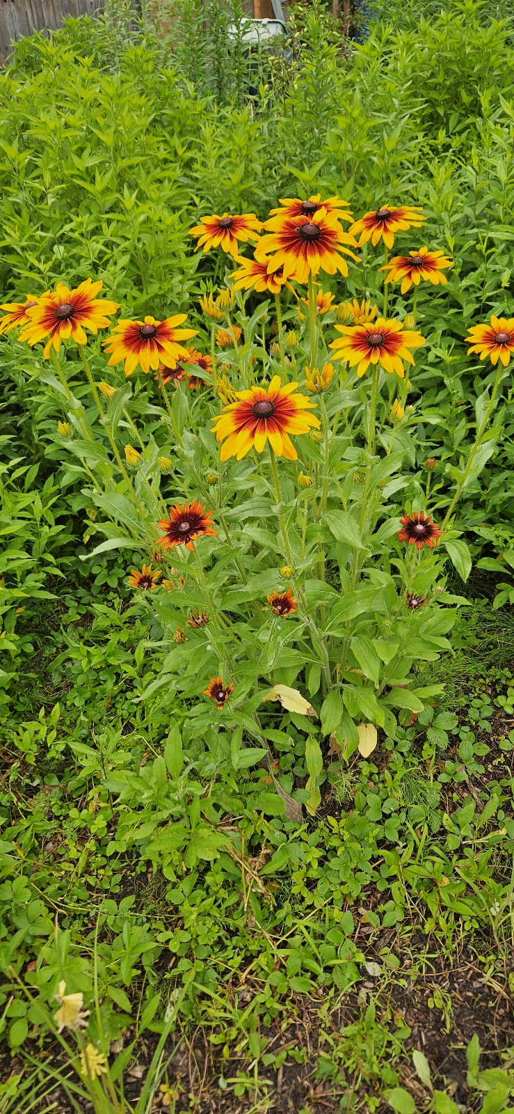 Semis de Rudbeckia  20240711