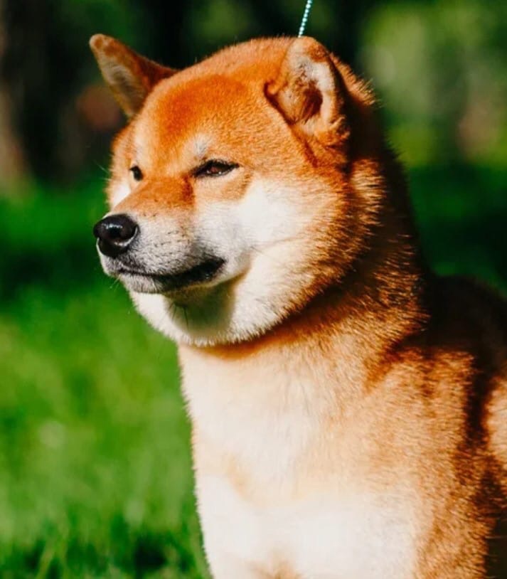 Предлагается к продаже подрощенный щенок Сиба-ину Iyuusz10