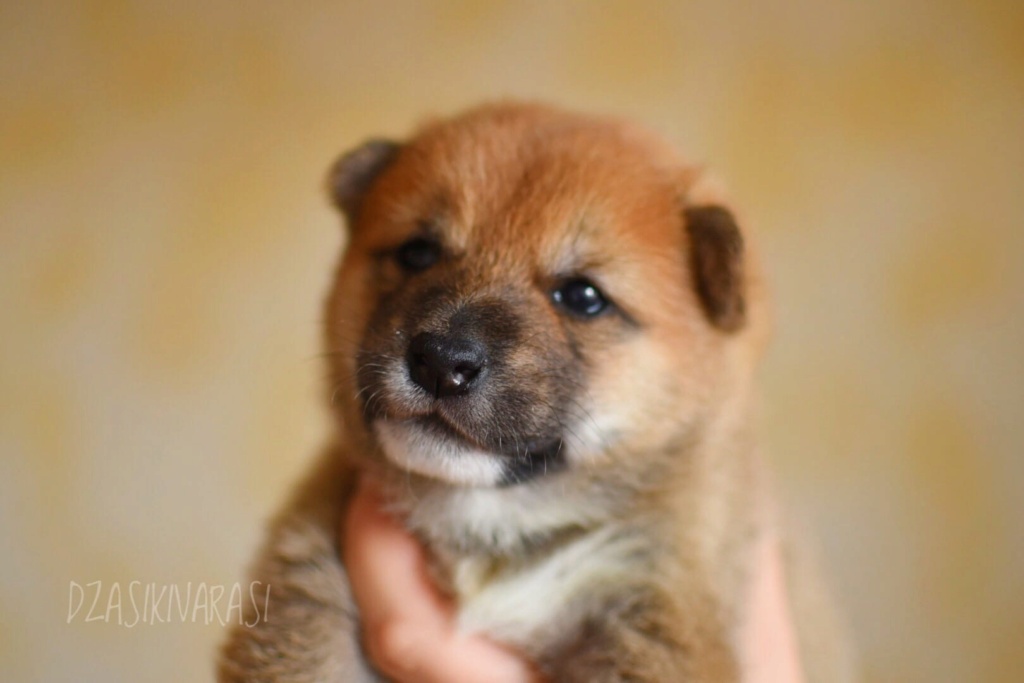 Предлагается к продаже подрощенный щенок Сиба-ину Pvipv210
