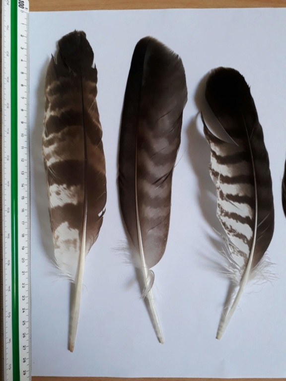 Plumes de rapaces : Buse variable ou Chouette hulotte ? 20190812