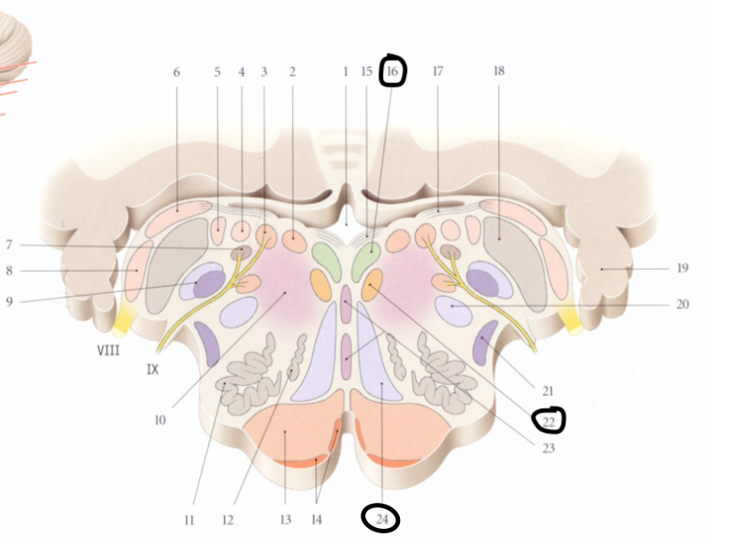 faisceau médial bulbopontique et noyau salivaire supérieur  Captur10