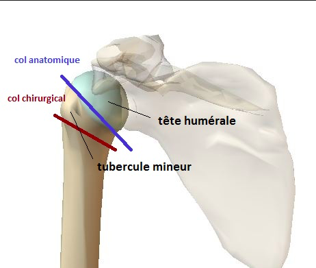 Col Anatomique et Col de l'humérus Captur13