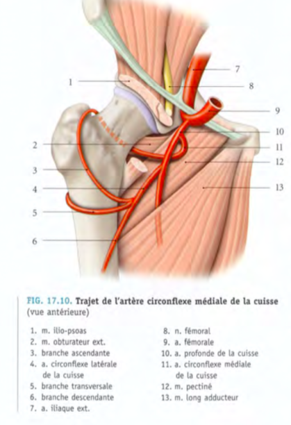Artère iliaque externe et circonflexe  Captur14