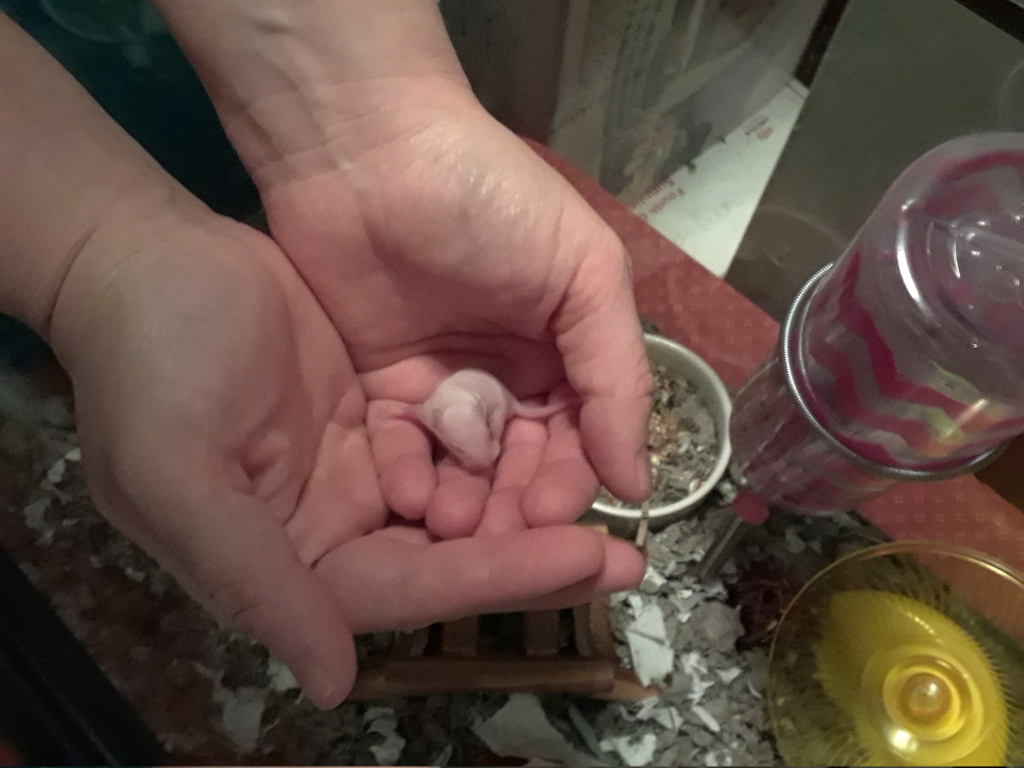 9 Baby Mice in Pittsburgh   20180720