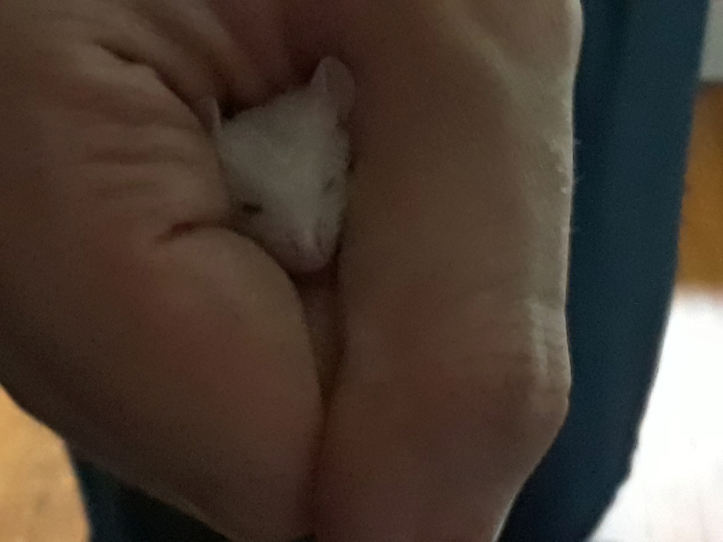 Stuart A Cute Little Mouse! 20180733