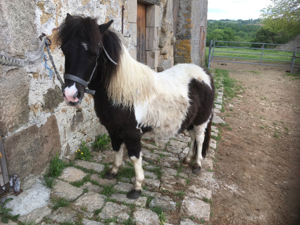 Trotteur...? Vos témoignages s'il vous plait :) 4ecbee10