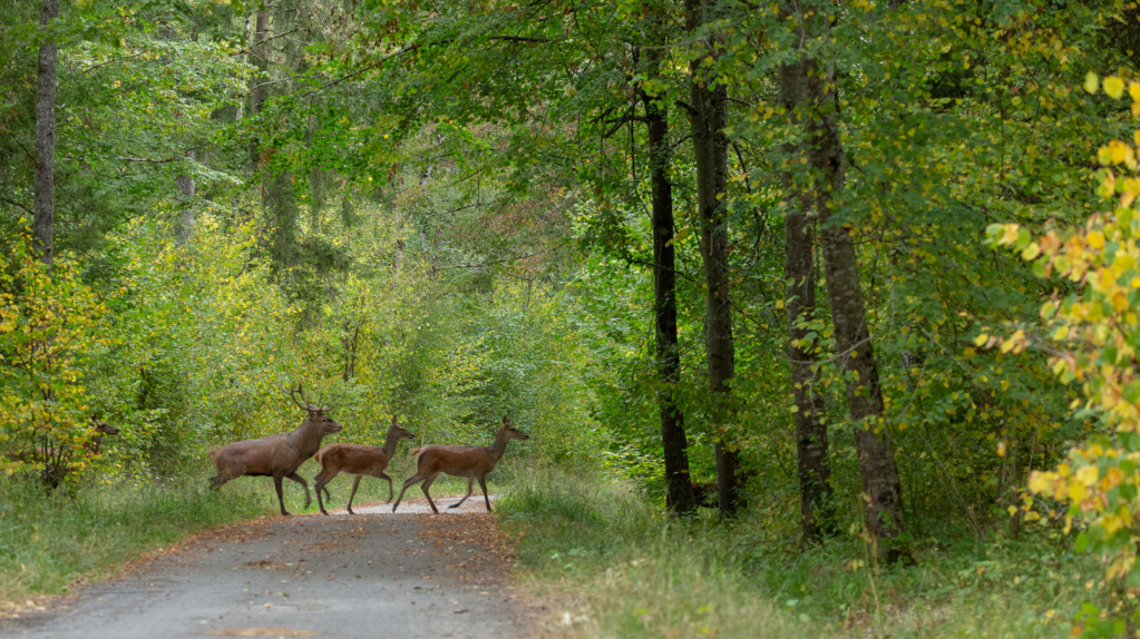 Cerf et biches Portfo29