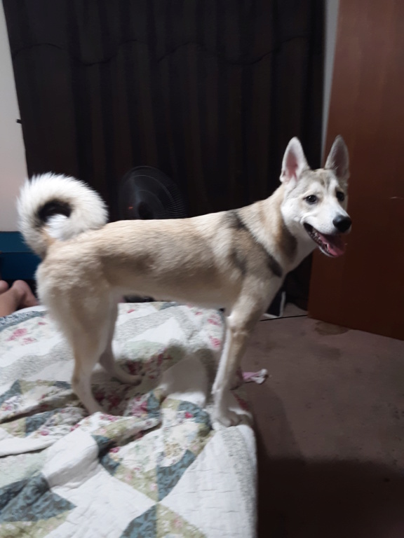 My first husky is getting bigger  15630610