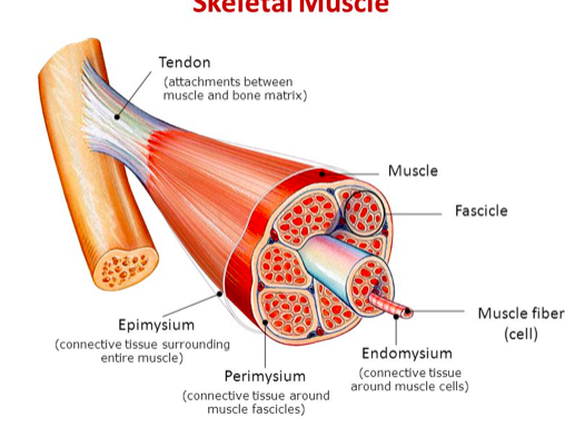 Tissu musculaire - vaisseaux lymphatiques  Captur18