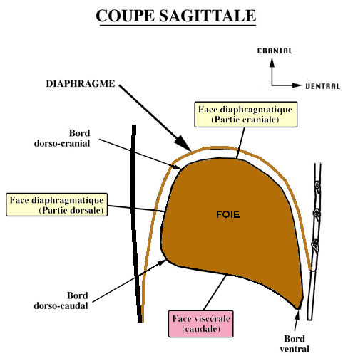 plicature de l'embryon membrane pleuro péritonéales  Foie_c10