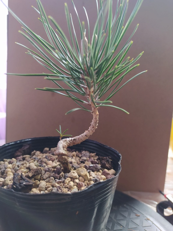 Plantón de Pinus thunbergii Img_1114