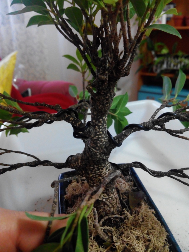 Ficus retusa de "5 años", Desastroso. Img_2182