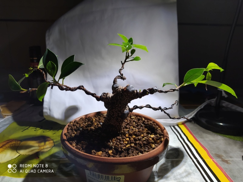 Ficus retusa de "5 años", Desastroso. Img_2241