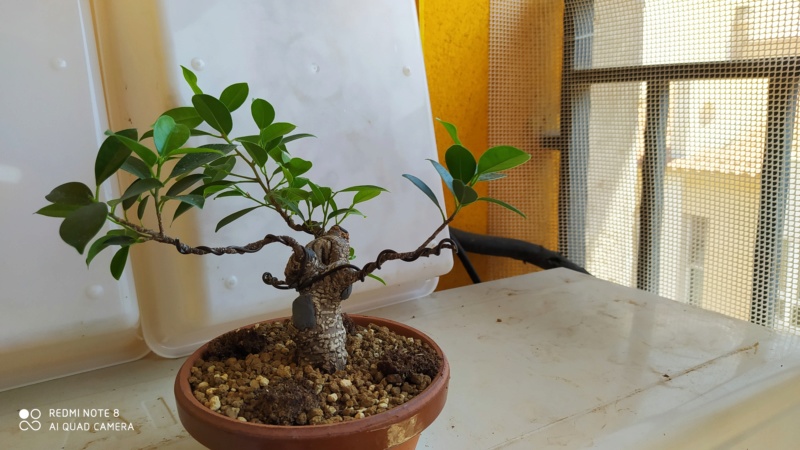 Ficus retusa de "5 años", Desastroso. Img_2290