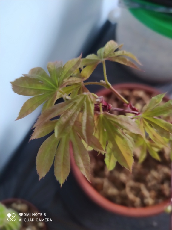 arce palmatum atropurpureum Tian... Img_2677