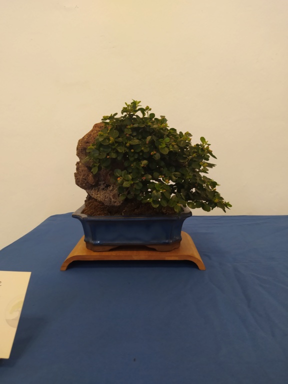 XXXIV edición de la Exposición de Primavera de Bonsai  Img_2823