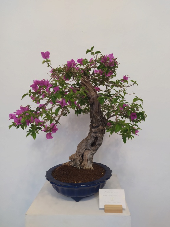 XXXIV edición de la Exposición de Primavera de Bonsai  Img_2837