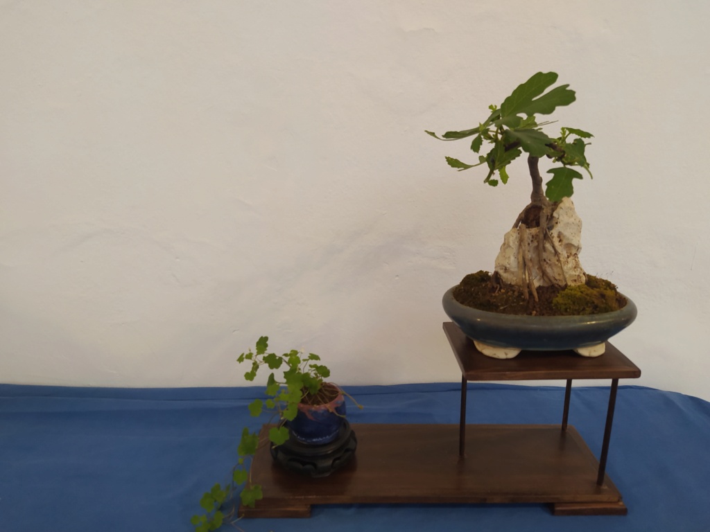 XXXIV edición de la Exposición de Primavera de Bonsai  Img_2843