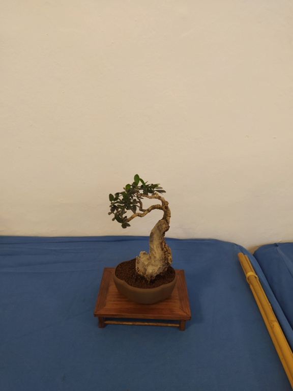 XXXIV edición de la Exposición de Primavera de Bonsai  Img_2846