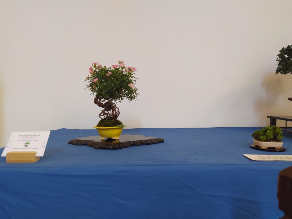 XXXIV edición de la Exposición de Primavera de Bonsai  Img_2864