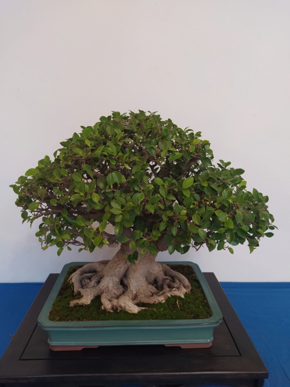 XXXIV edición de la Exposición de Primavera de Bonsai  Img_2865