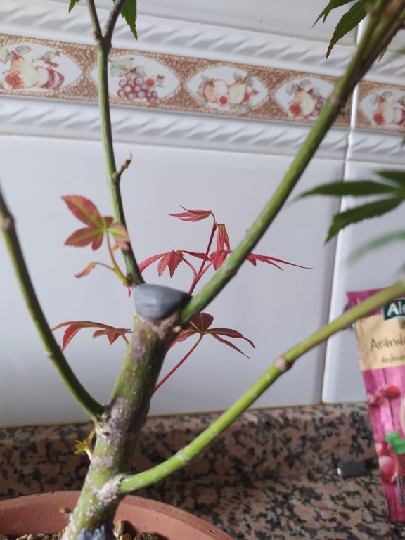 arce palmatum atropurpureum Tian... Img_2878