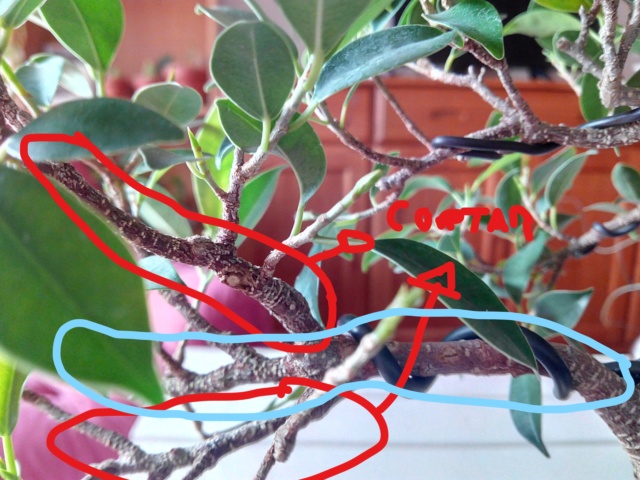 Ficus retusa de "10 años" Evolución. Inkedi12